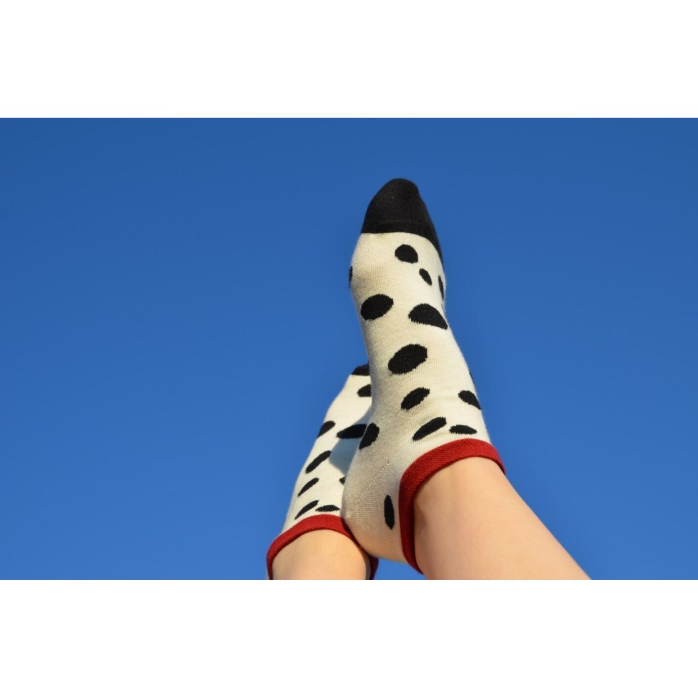 Stopki Dalmatyńczyk